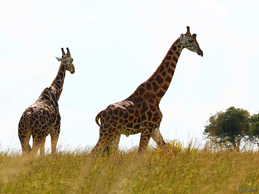 two giraffes in murchison falls