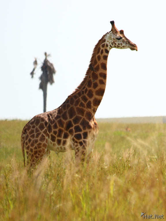 guarding giraffe