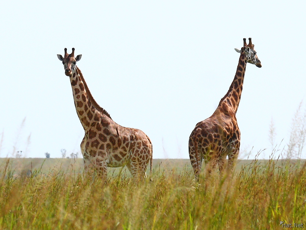 giraffe couple
