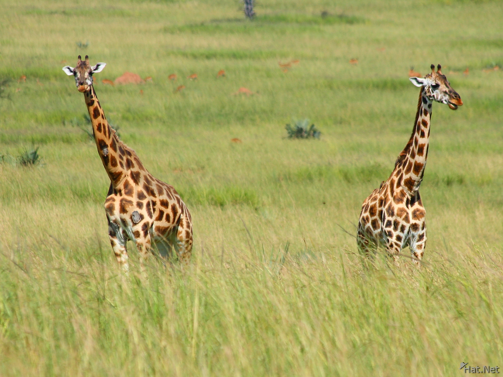giraffe lovers