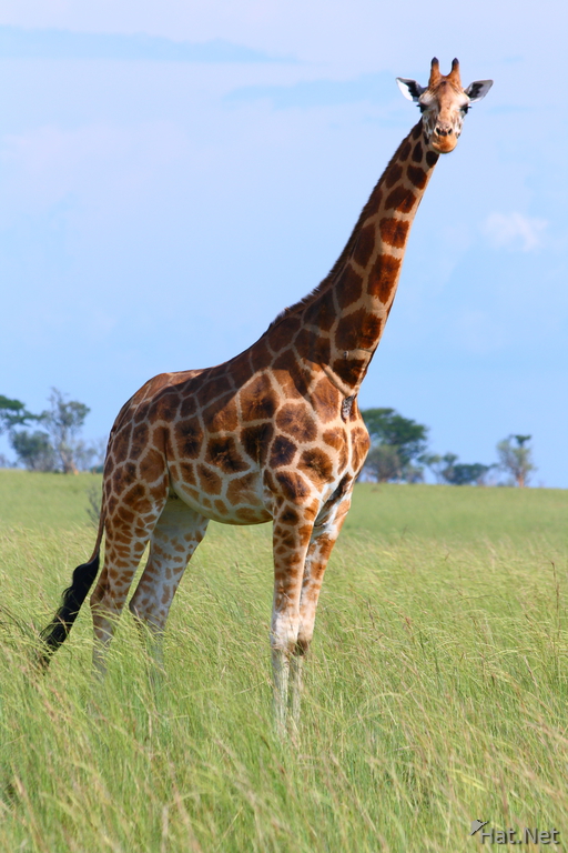 view--curious rothschild giraffe