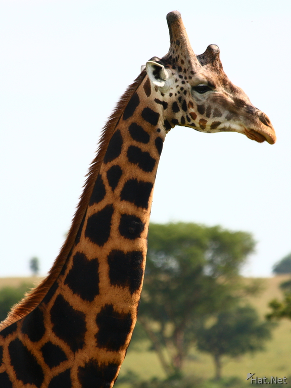 five horned rothschild giraffe in uganda