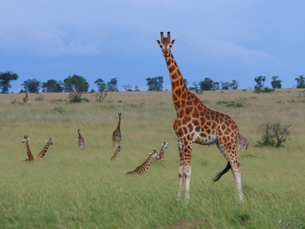 view--rothschild giraffe and his family