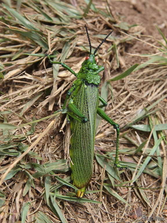 green garsshopper