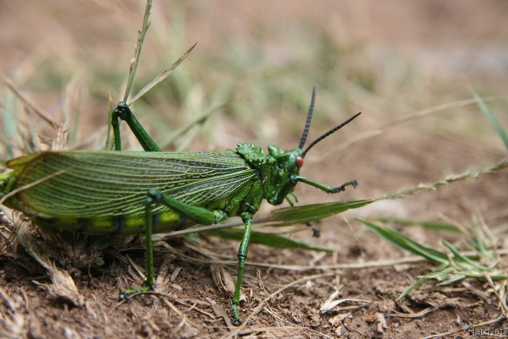 giant grasshopper