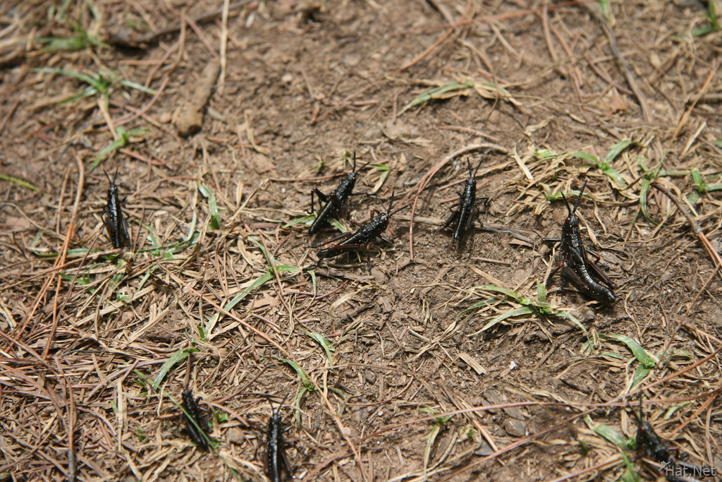 group of grasshoppers predicting rain