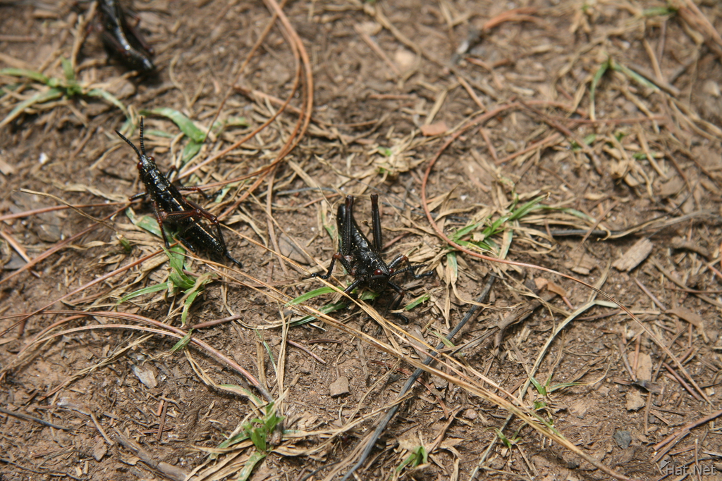grasshopper family