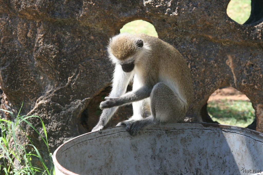 vervet monkey reading