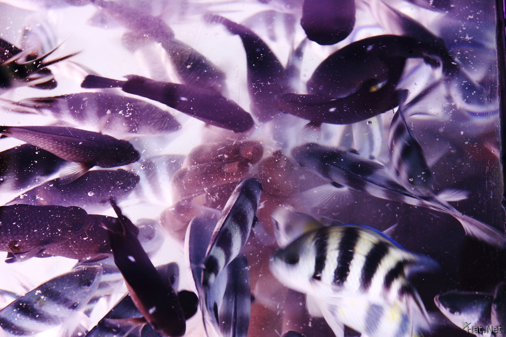view--feeding frenzy of zebra fish