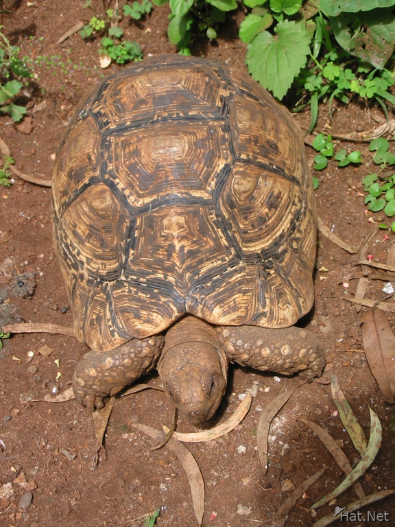 golden shell turtle