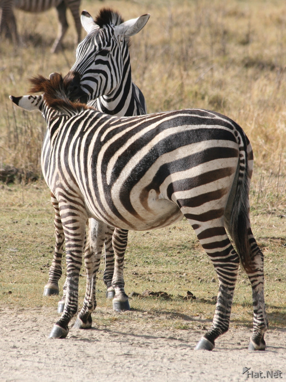 view--zebras kissing