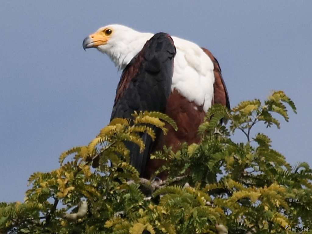 view--african fish eagle