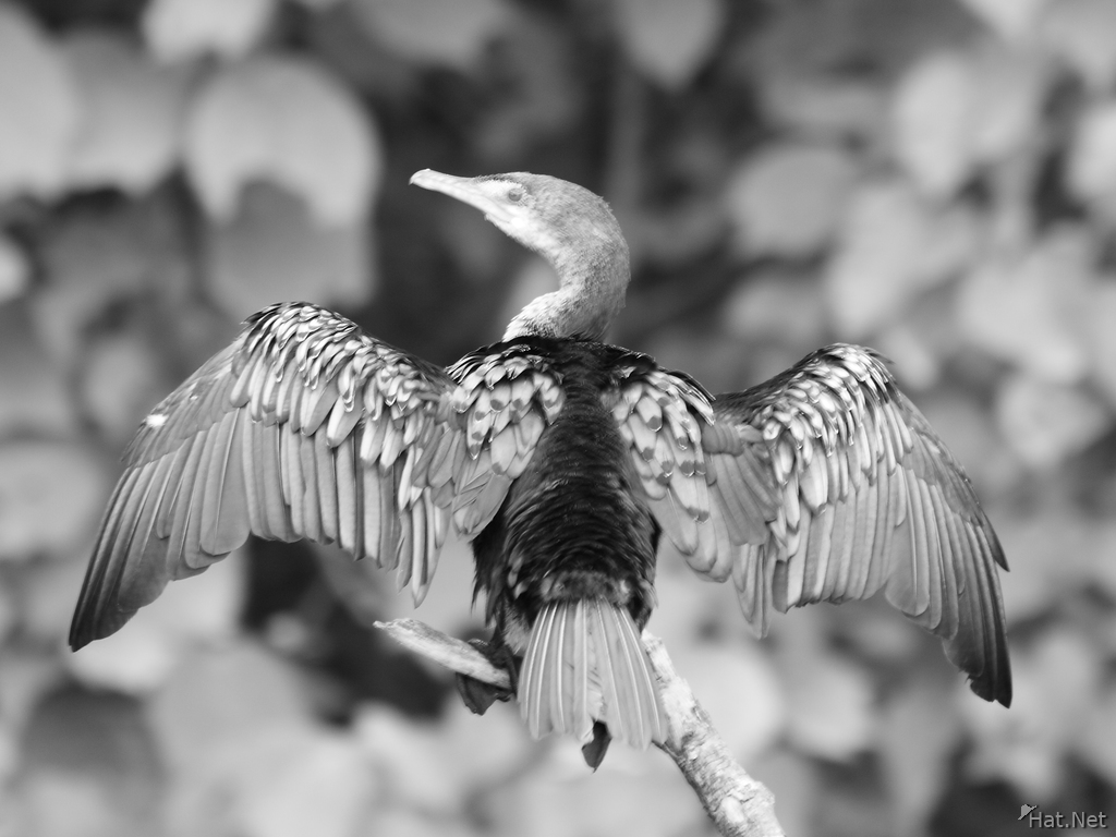 cormorant drying wings