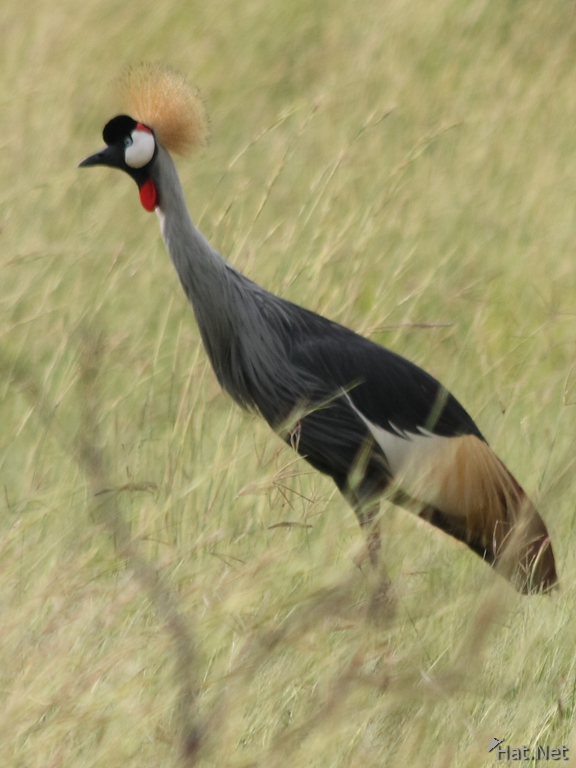 uganda crowned crane
