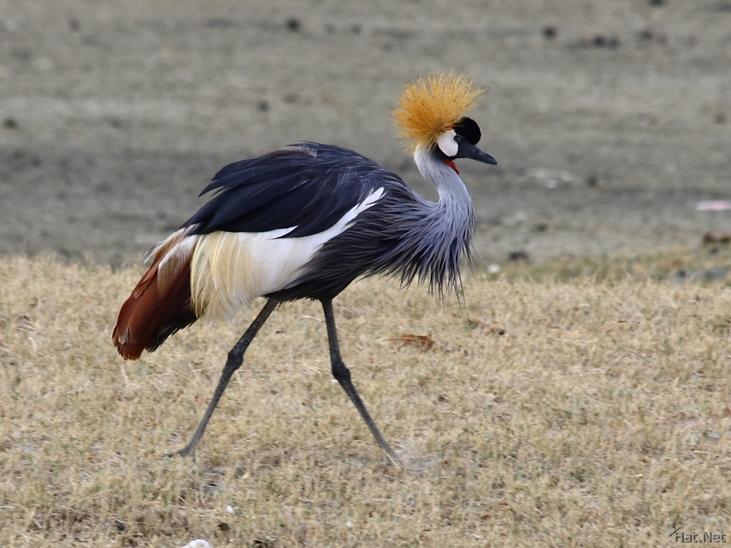 view--elegant crowned crane