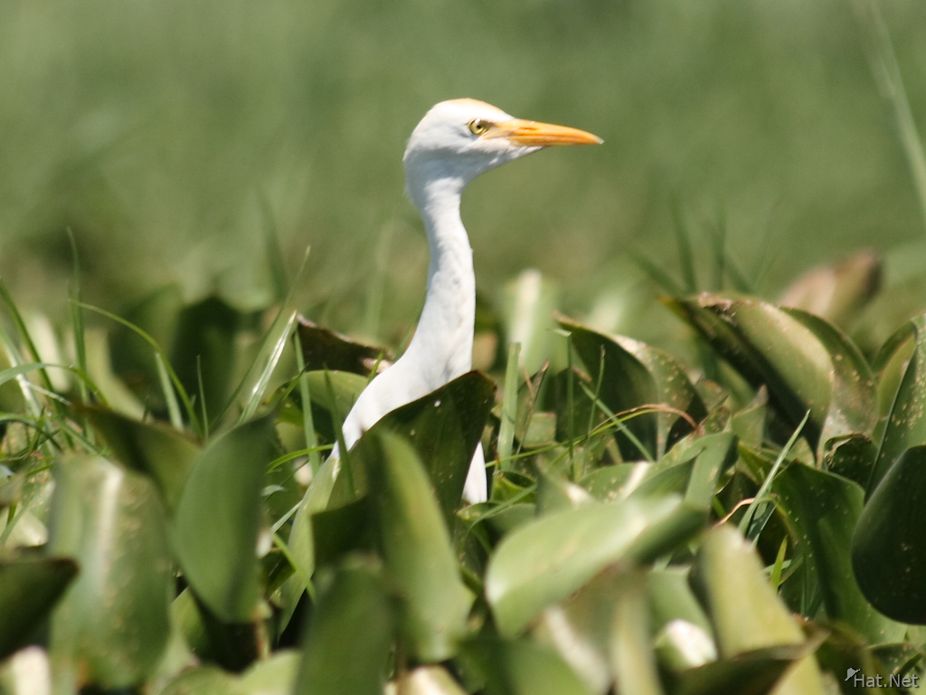 view--cattle egret on water hyacinth