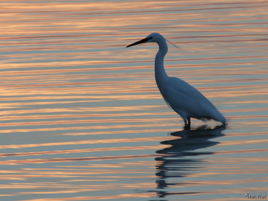 view-egret in sunset