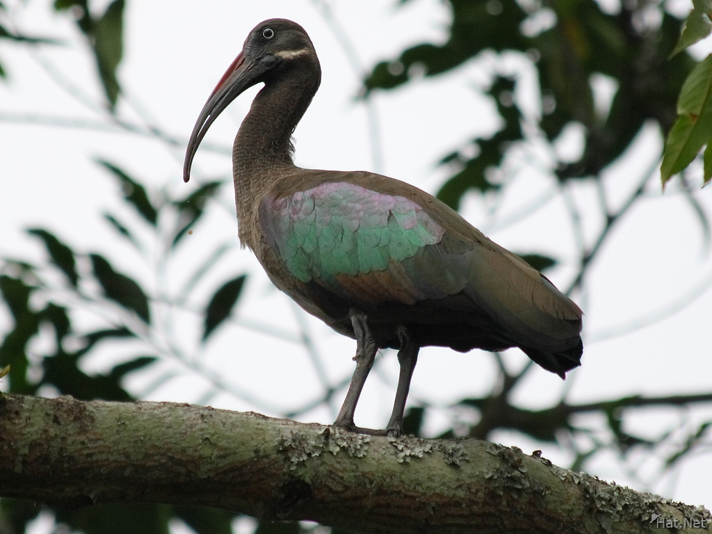 view--hadada ibis