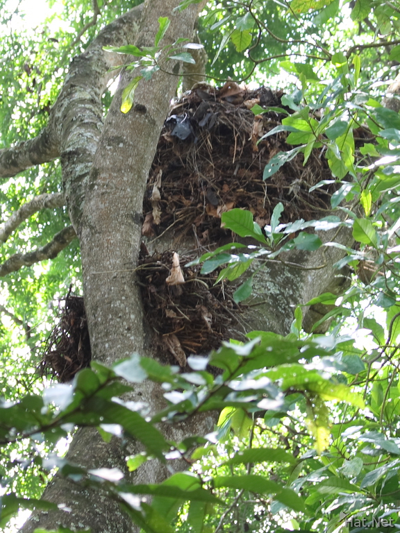 hammerkop nest
