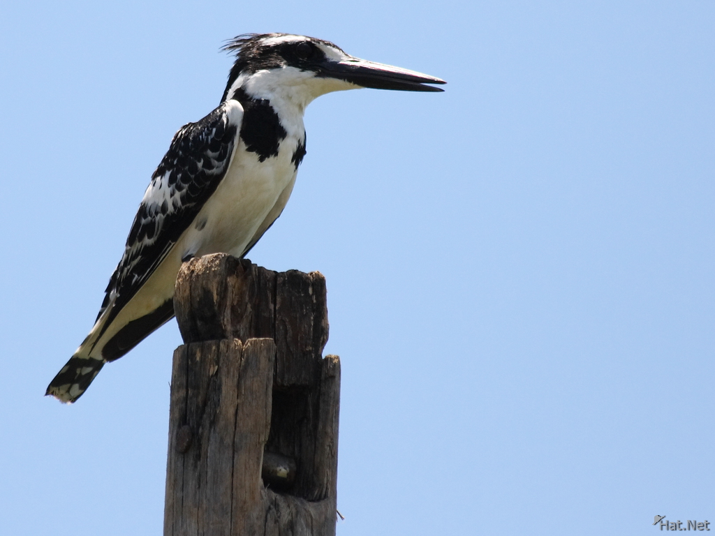 view--pied king fisher