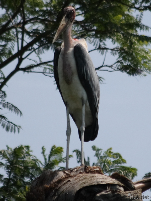 marabou stork standing