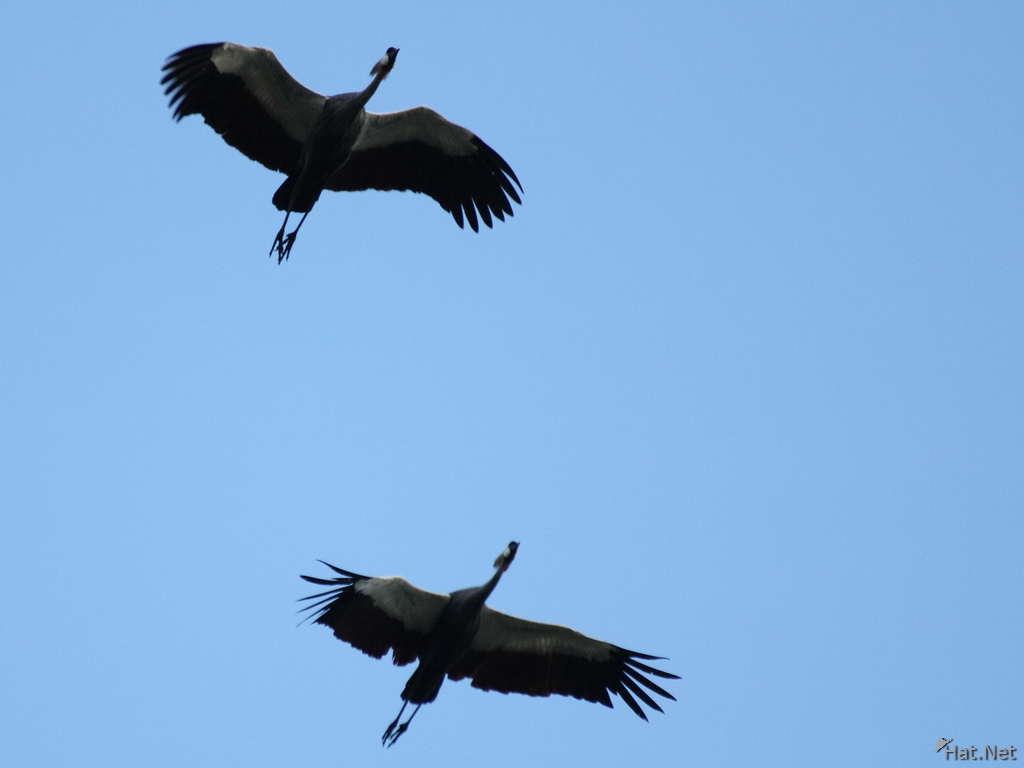 two marabou storks flying