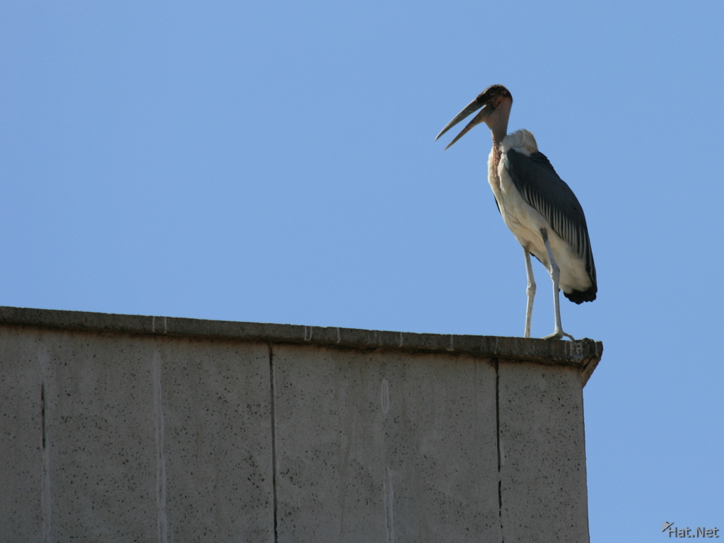 marabou stork on rooftop in kampala