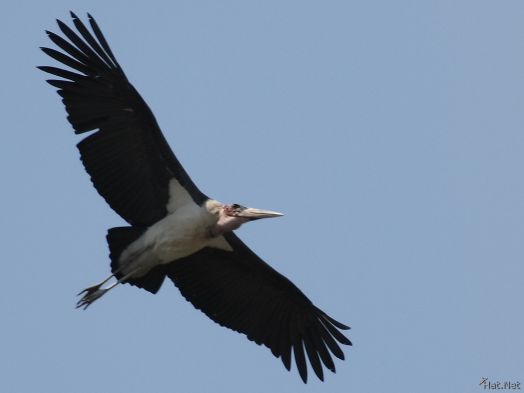 view--flying marabou stork