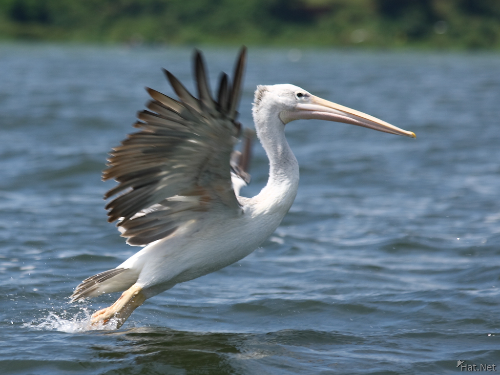view--pelican take off