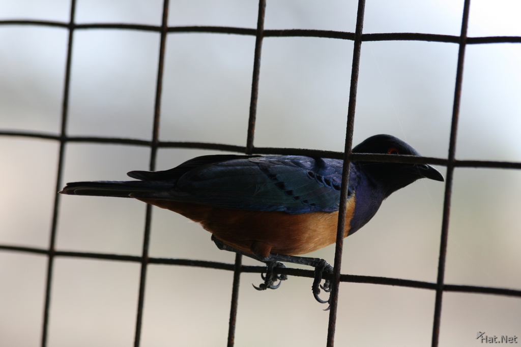 starling in cage