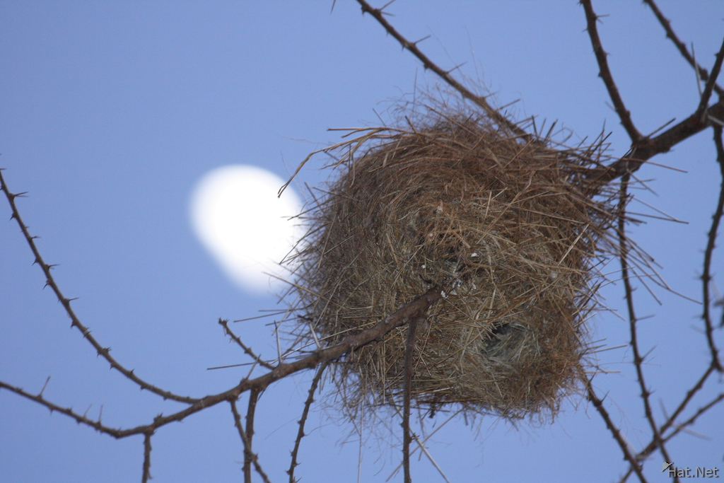 weaver nest and the moon