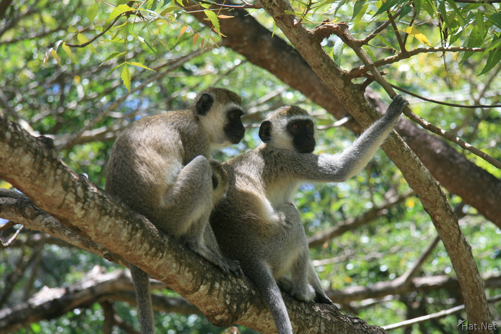 vervet monkey couple