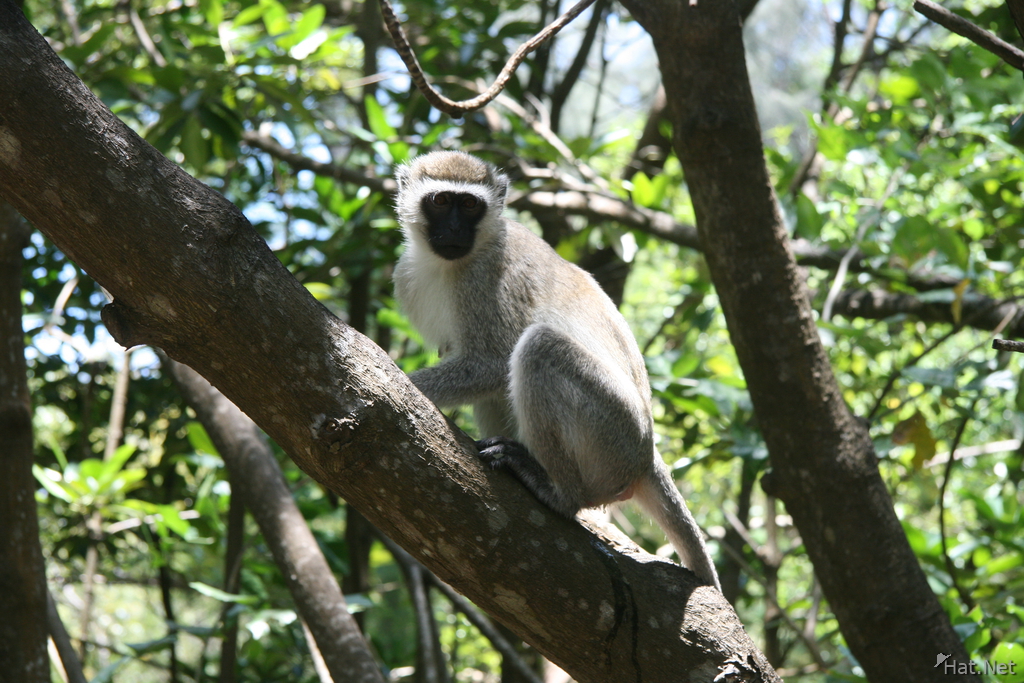 male vervet monkey