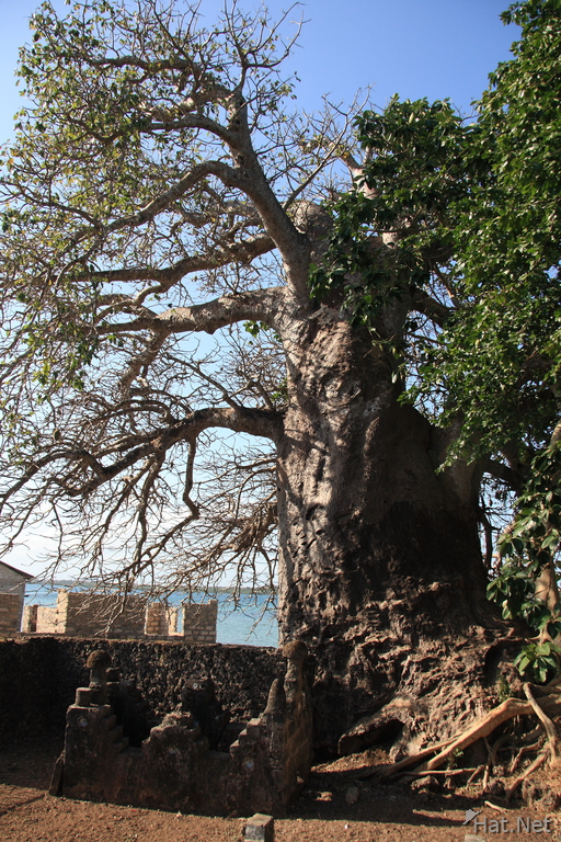 baubav tree