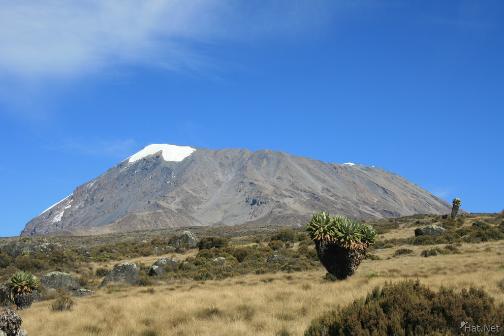 lobelia and kilimanjaro