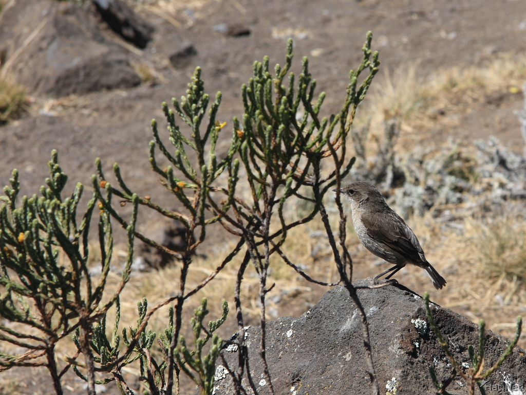 kilimanjaro sparrow