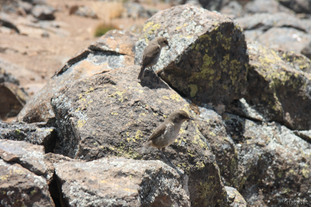 kilimanjaro sparrows