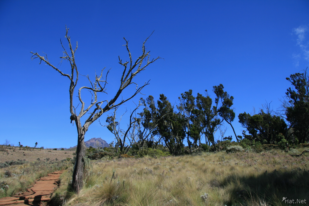 barren tree