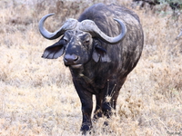 view--cape buffaloes Mwanza, East Africa, Tanzania, Africa