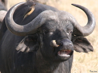 view--free nose picking service for buffalo Ngorongoro Crater, Arusha, East Africa, Tanzania, Africa