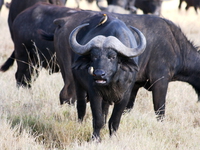 buffalo nose diagnostic Ngorongoro Crater, Arusha, East Africa, Tanzania, Africa