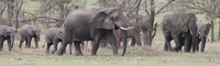 elephants Mwanza, East Africa, Tanzania, Africa