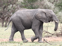 baby elephant Mwanza, East Africa, Tanzania, Africa