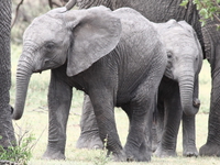 two little elephants Mwanza, East Africa, Tanzania, Africa