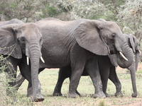 elephant family Mwanza, East Africa, Tanzania, Africa