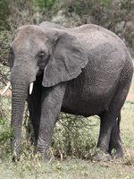 lone elephant Mwanza, East Africa, Tanzania, Africa