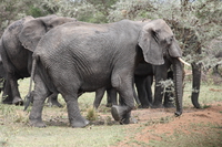 african elephant Mwanza, East Africa, Tanzania, Africa