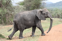elephant Mwanza, East Africa, Tanzania, Africa