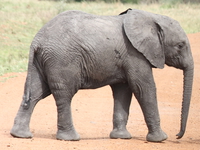 baby elephant Mwanza, East Africa, Tanzania, Africa