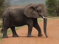 father elephant Mwanza, East Africa, Tanzania, Africa